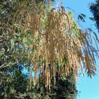 Dendrocalamus giganteus Munro